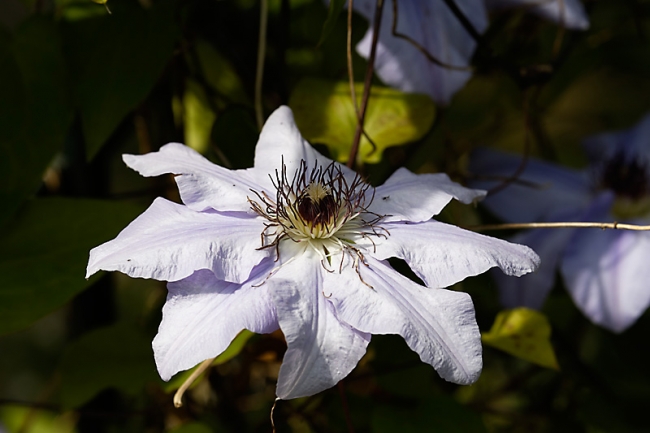 Jardin des Impressionnistes-MAI14-087